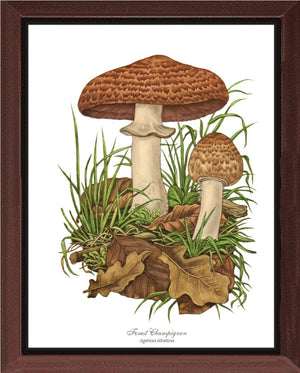 Forest Champignon Mushroom | Vintage Mushroom Art Print