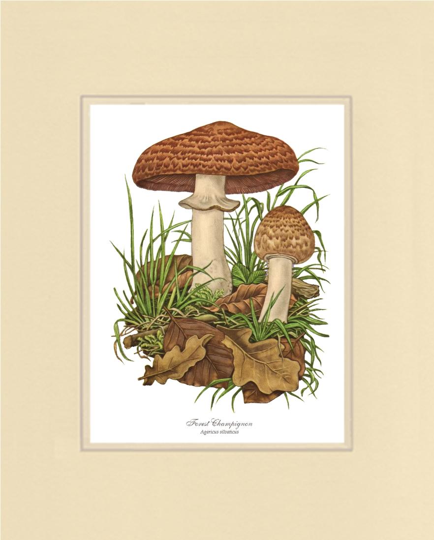 Forest Champignon Mushroom | Vintage Mushroom Art Print