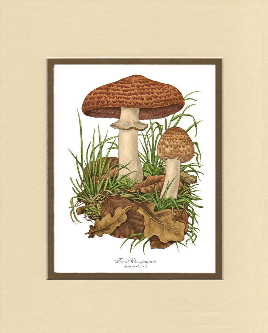 Forest Champignon Mushroom | Vintage Mushroom Art Print