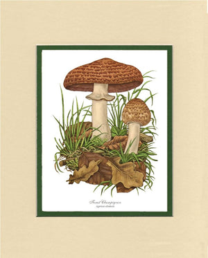 Forest Champignon Mushroom | Vintage Mushroom Art Print