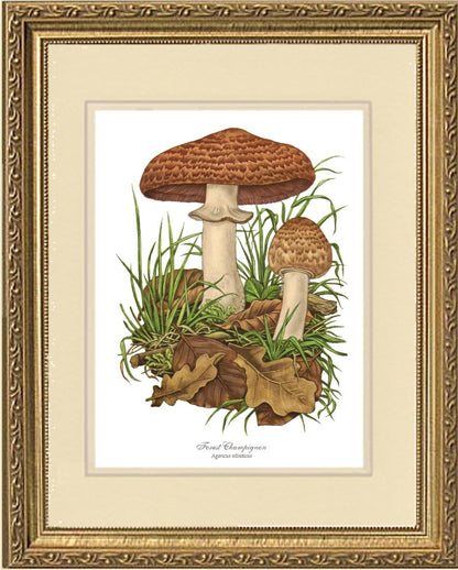 Forest Champignon Mushroom | Vintage Mushroom Art Print