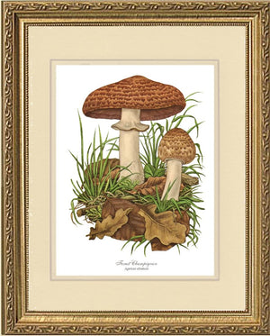 Forest Champignon Mushroom