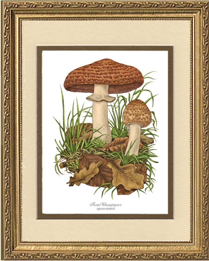 Forest Champignon Mushroom | Vintage Mushroom Art Print