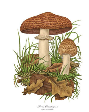 Forest Champignon Mushroom