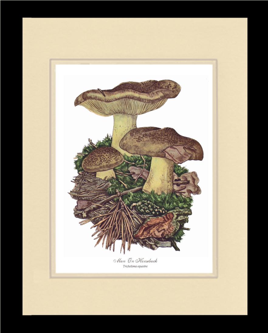 Man on Horseback Mushroom | Vintage Mushroom Art Print