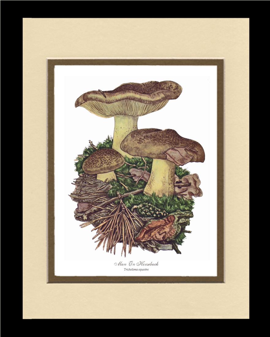 Man on Horseback Mushroom | Vintage Mushroom Art Print