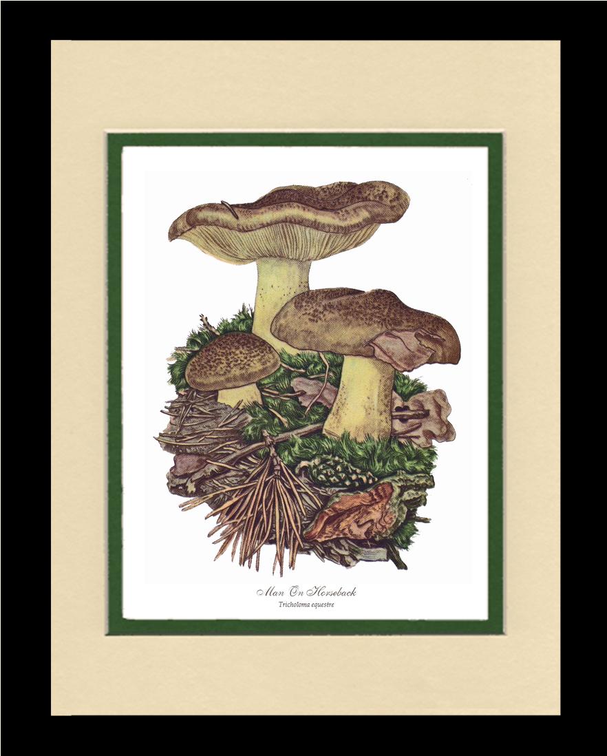 Man on Horseback Mushroom | Vintage Mushroom Art Print