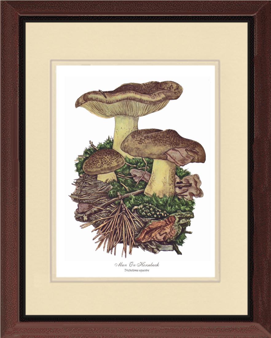Man on Horseback Mushroom | Vintage Mushroom Art Print
