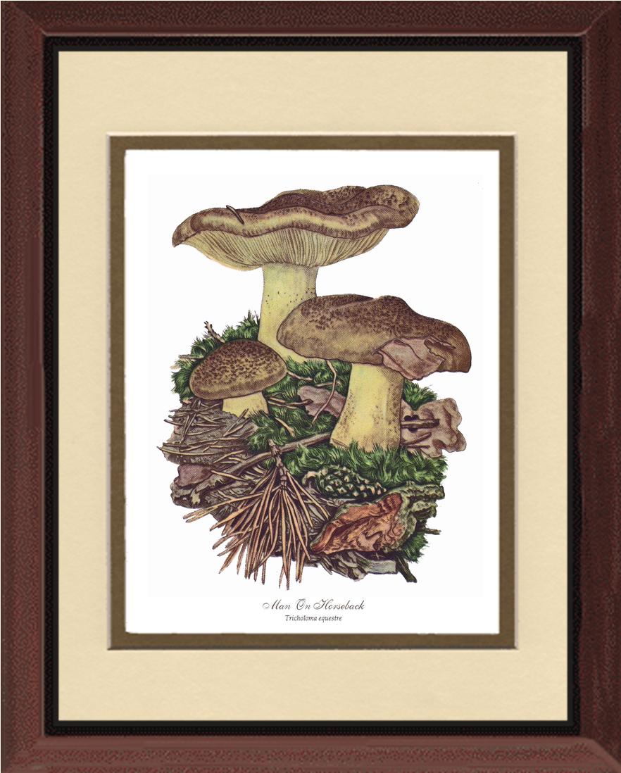 Man on Horseback Mushroom | Vintage Mushroom Art Print