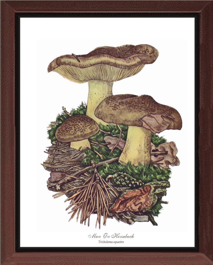 Man on Horseback Mushroom | Vintage Mushroom Art Print