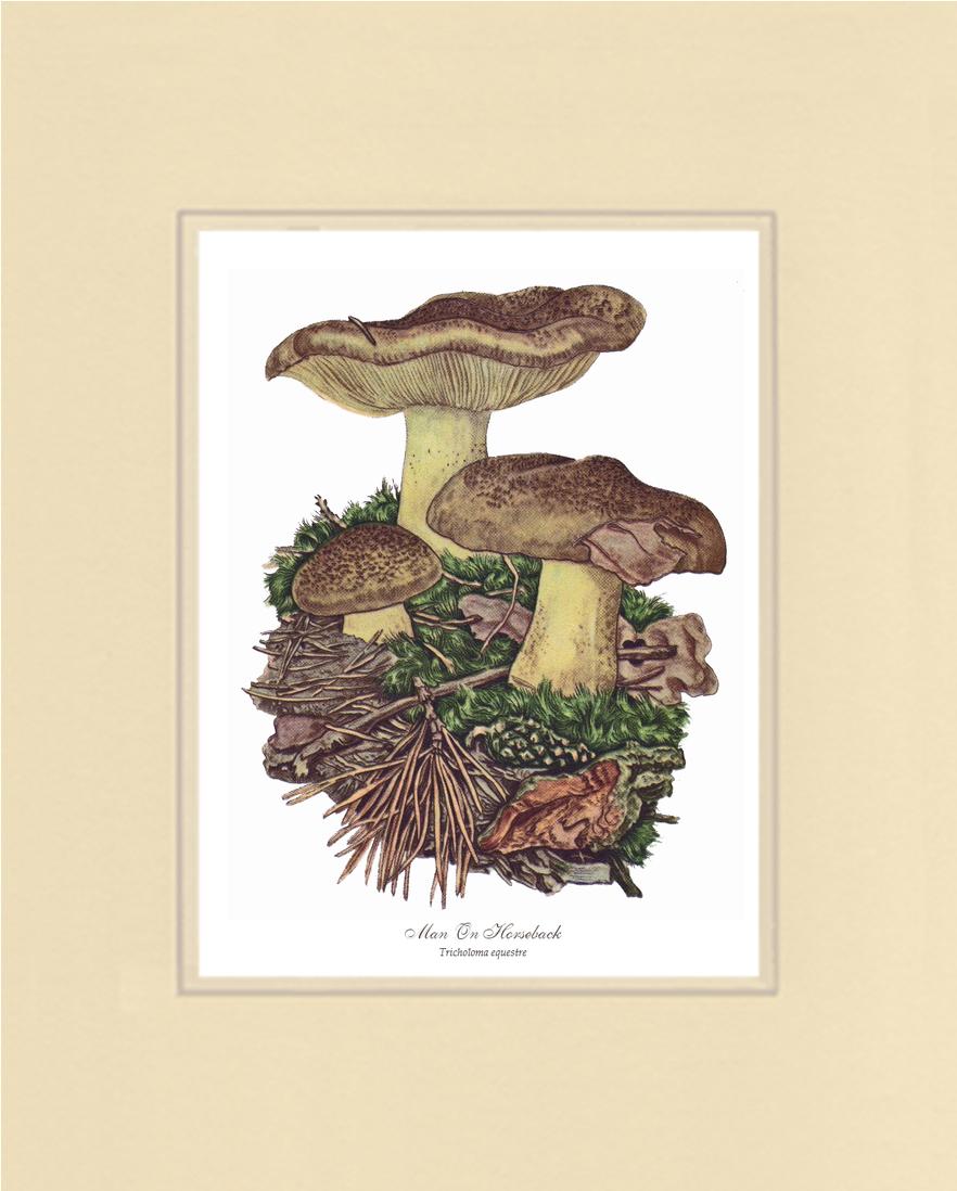 Man on Horseback Mushroom | Vintage Mushroom Art Print