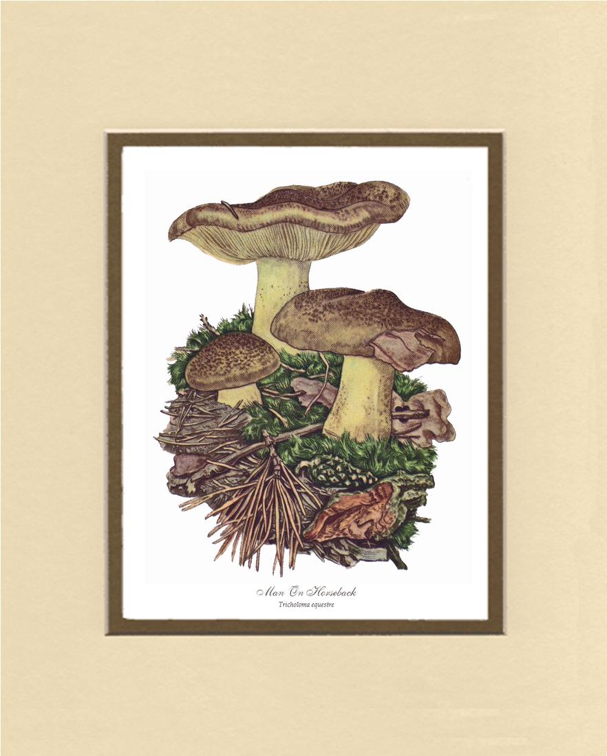 Man on Horseback Mushroom | Vintage Mushroom Art Print