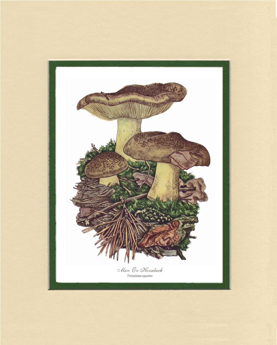 Man on Horseback Mushroom | Vintage Mushroom Art Print
