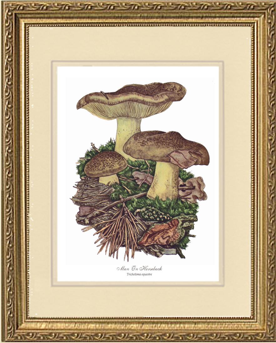 Man on Horseback Mushroom | Vintage Mushroom Art Print