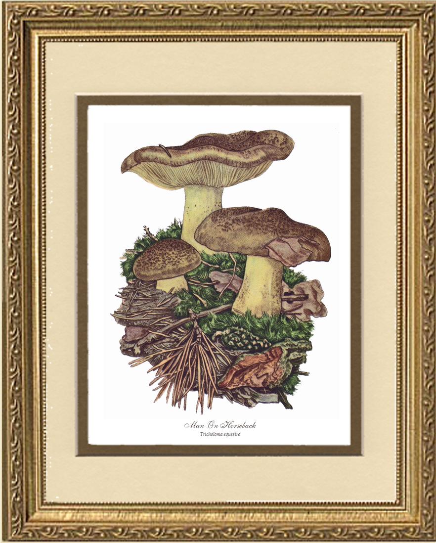 Man on Horseback Mushroom | Vintage Mushroom Art Print