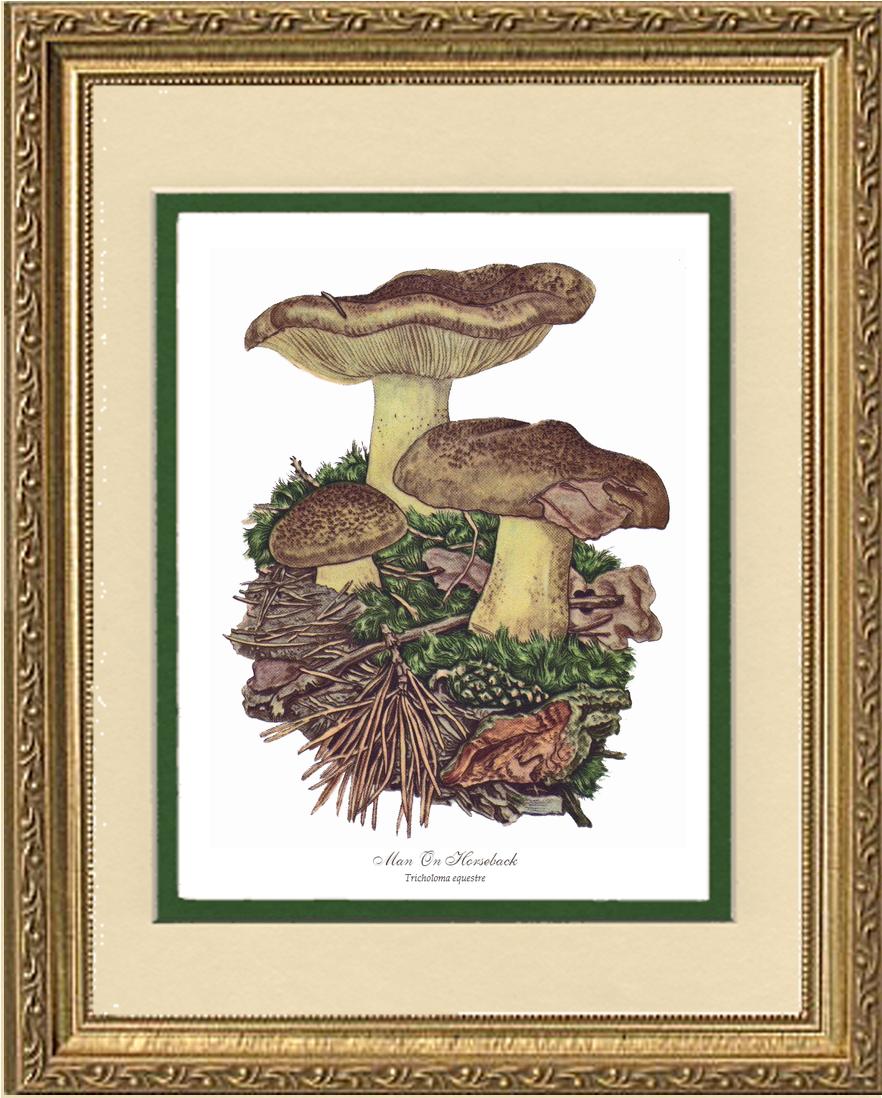 Man on Horseback Mushroom | Vintage Mushroom Art Print