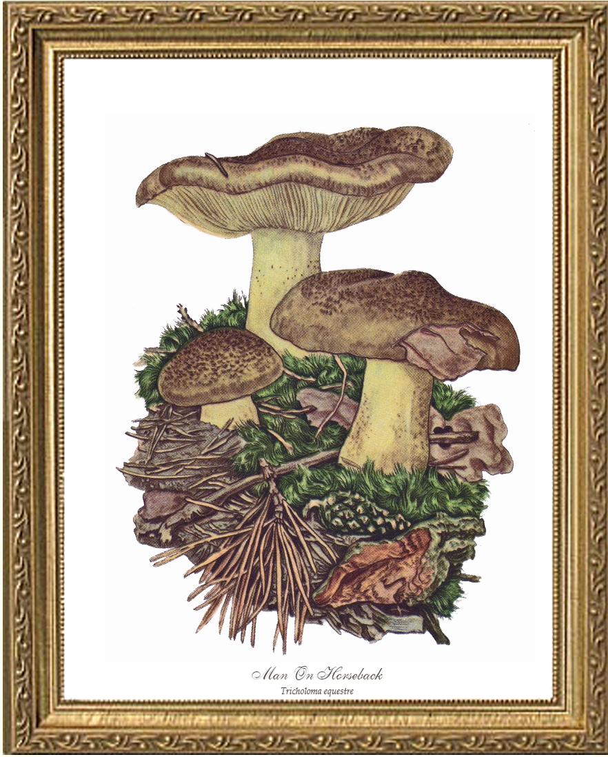 Man on Horseback Mushroom | Vintage Mushroom Art Print