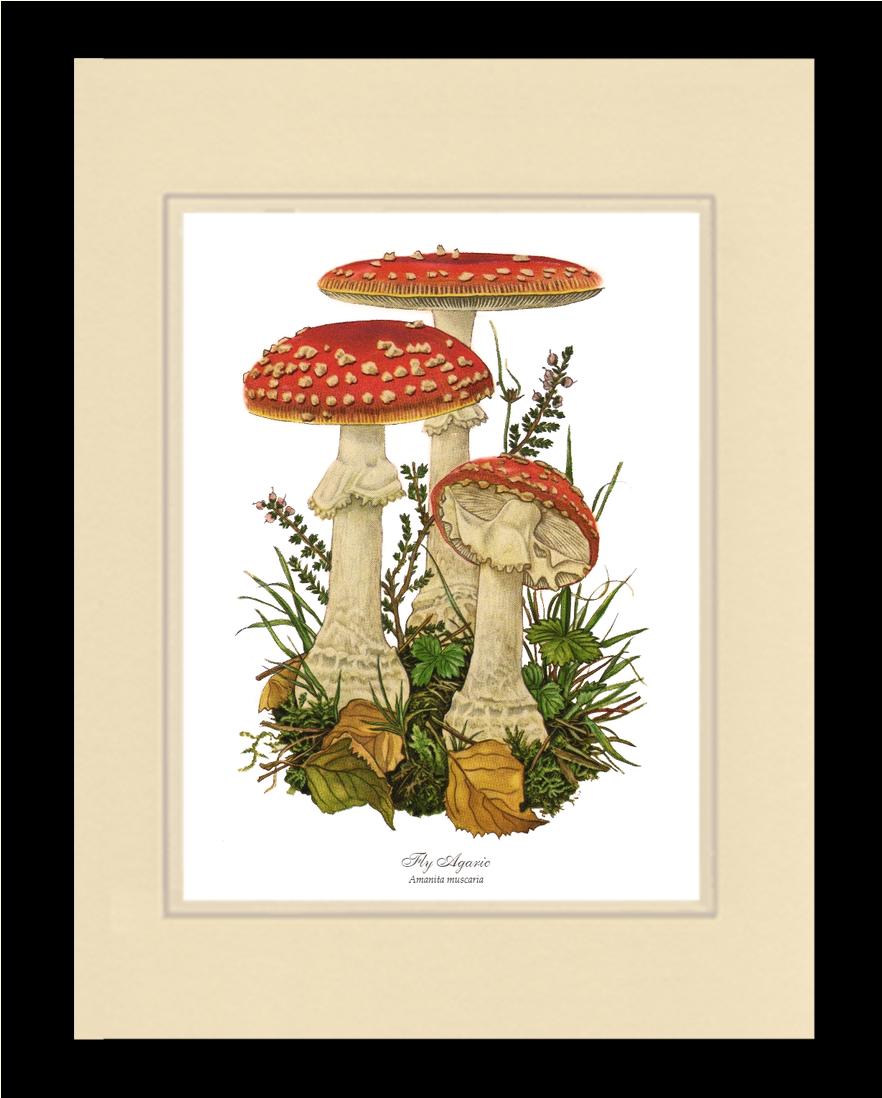 Fly Agaric Mushroom | Vintage Mushroom Art Print
