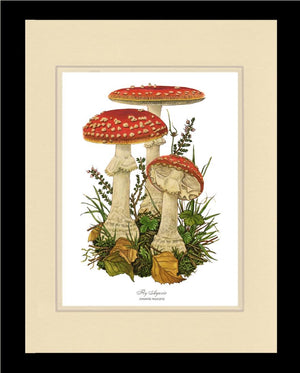 Fly Agaric Mushroom