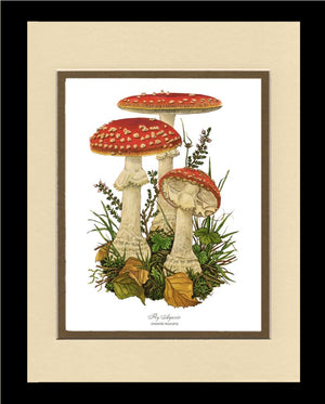 Fly Agaric Mushroom