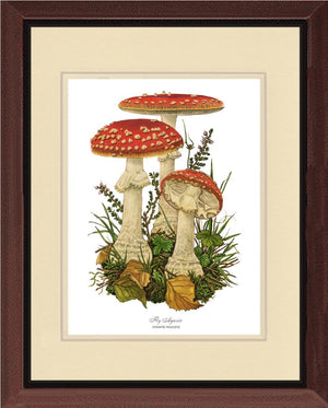 Fly Agaric Mushroom