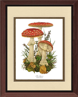 Fly Agaric Mushroom