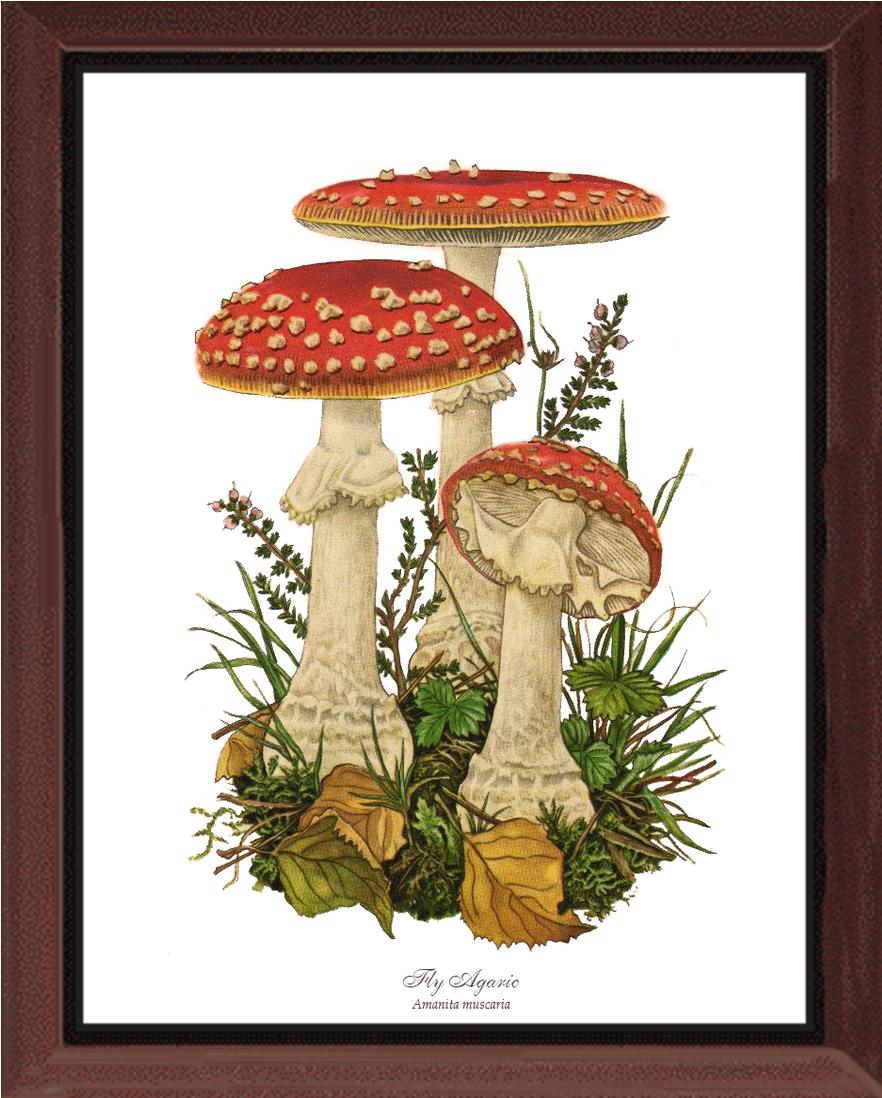 Fly Agaric Mushroom | Vintage Mushroom Art Print