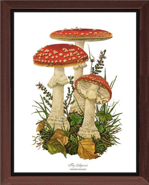 Fly Agaric Mushroom: Vintage Botanical Mushroom Wall Art Prints ...