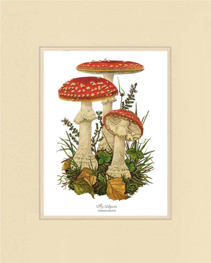 Fly Agaric Mushroom | Vintage Mushroom Art Print