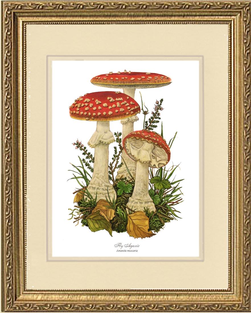 Fly Agaric Mushroom | Vintage Mushroom Art Print