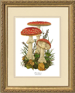 Fly Agaric Mushroom