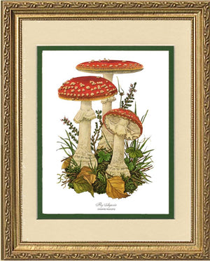 Fly Agaric Mushroom