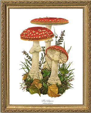 Fly Agaric Mushroom