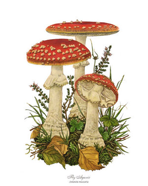 Fly Agaric Mushroom