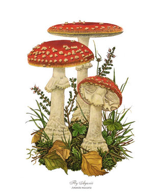 Mushroom Print: Fly Agaric Mushroom