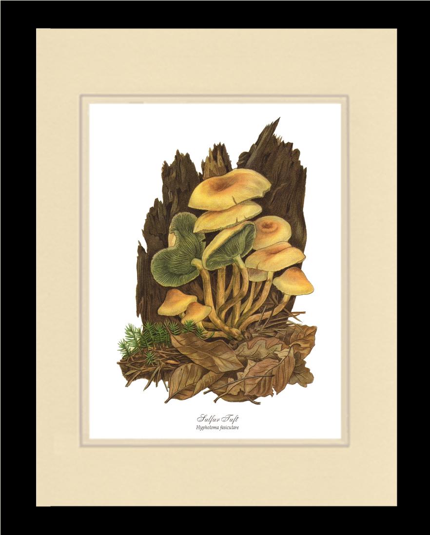 Sulfur Tuft Mushroom | Vintage Mushroom Art Print
