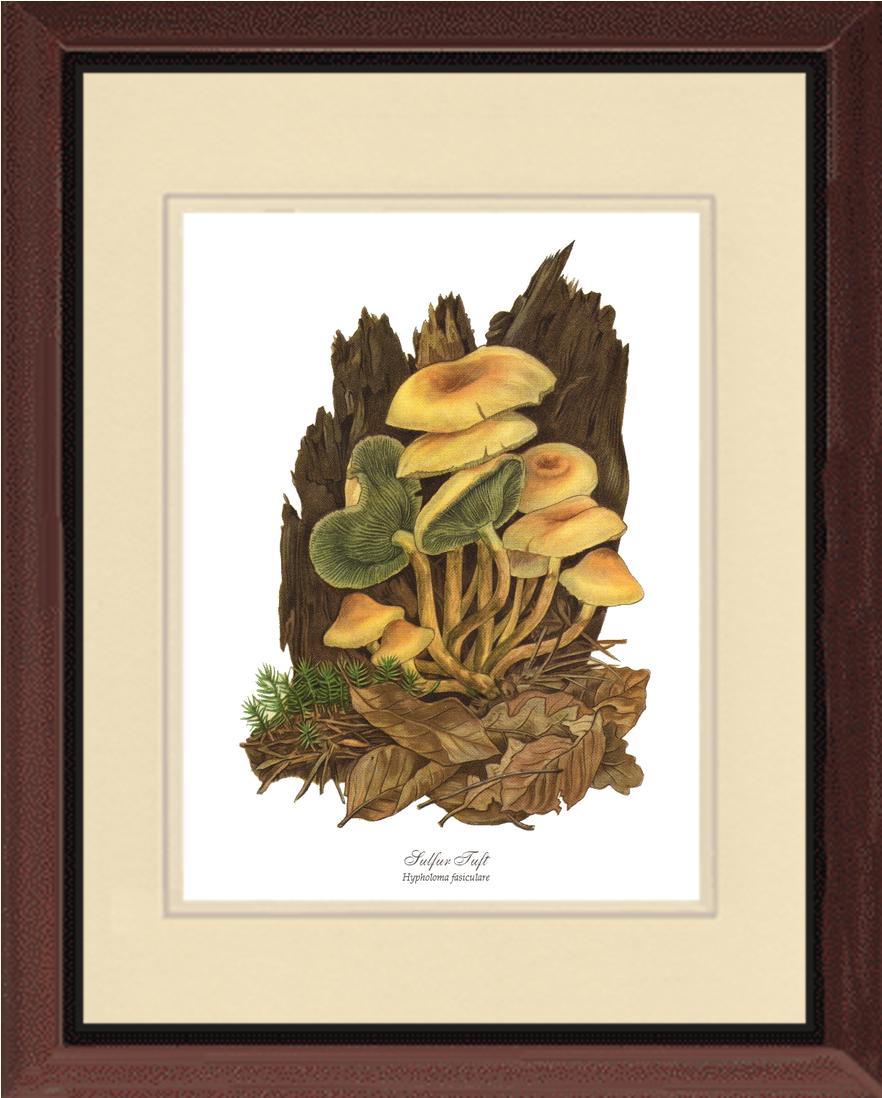 Sulfur Tuft Mushroom | Vintage Mushroom Art Print