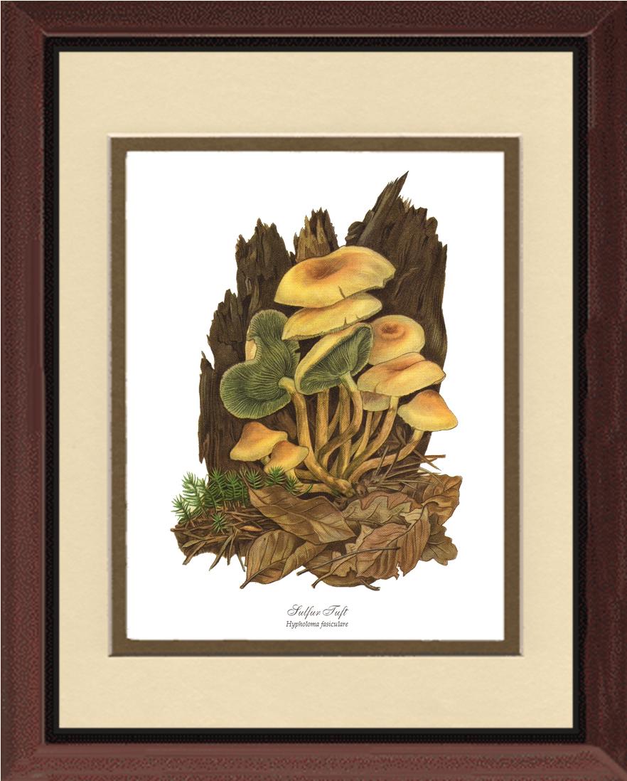 Sulfur Tuft Mushroom | Vintage Mushroom Art Print
