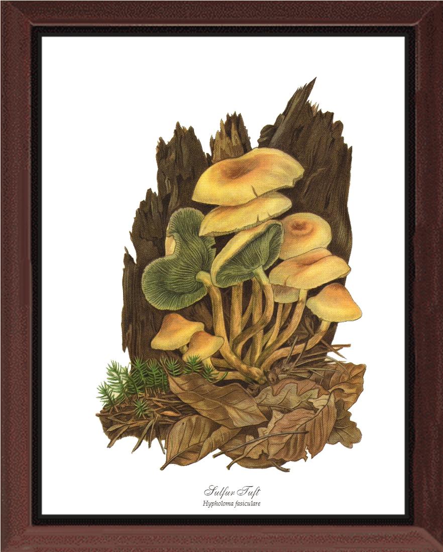 Sulfur Tuft Mushroom | Vintage Mushroom Art Print