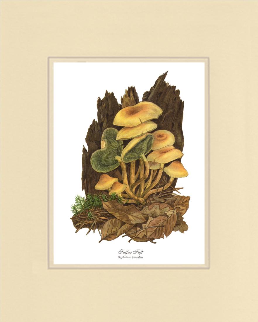Sulfur Tuft Mushroom | Vintage Mushroom Art Print