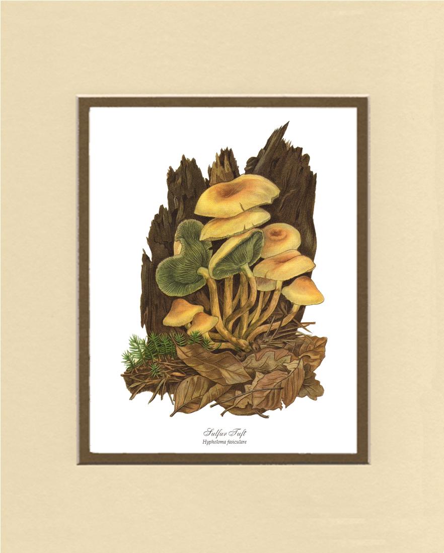 Sulfur Tuft Mushroom | Vintage Mushroom Art Print