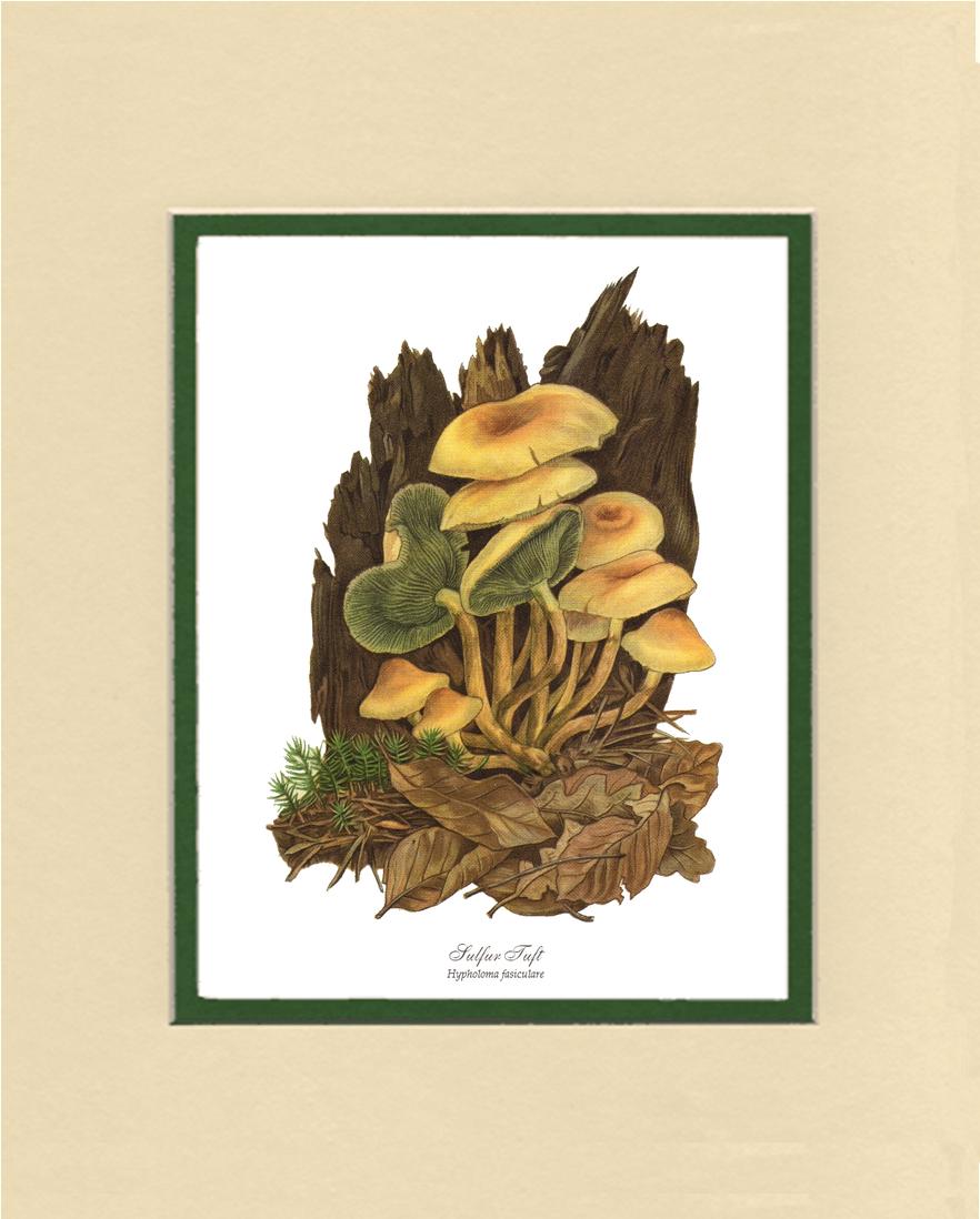 Sulfur Tuft Mushroom | Vintage Mushroom Art Print