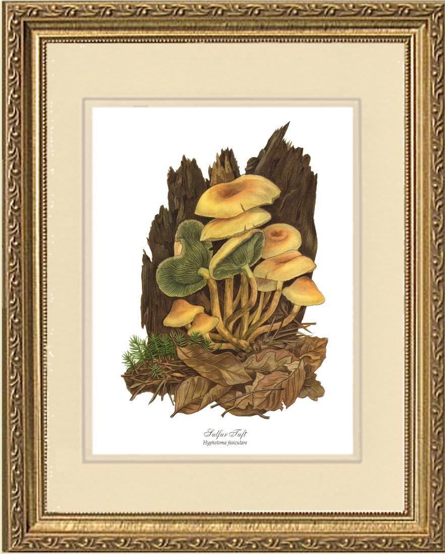 Sulfur Tuft Mushroom | Vintage Mushroom Art Print