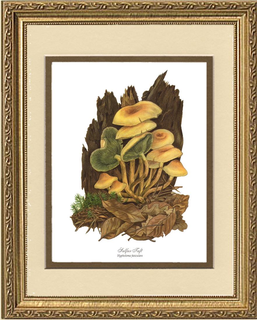 Sulfur Tuft Mushroom | Vintage Mushroom Art Print