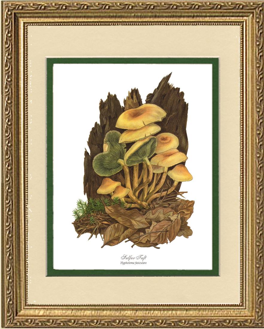 Sulfur Tuft Mushroom | Vintage Mushroom Art Print