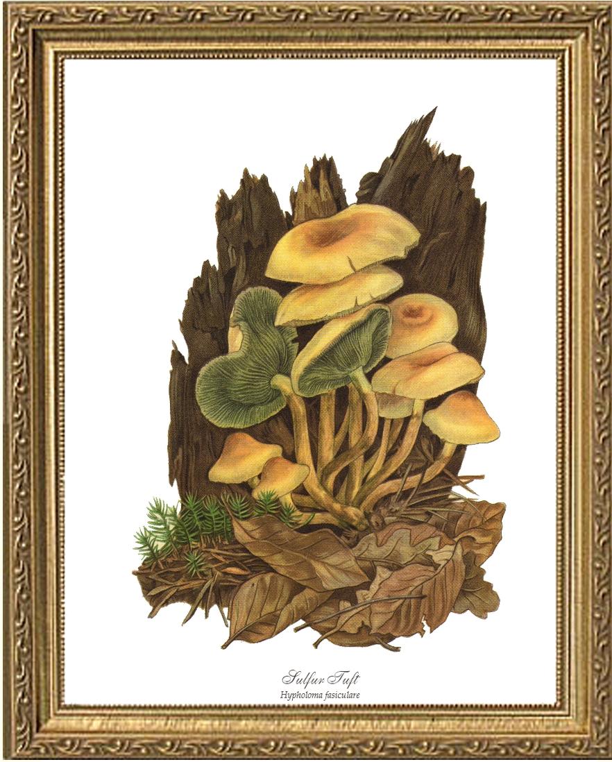 Sulfur Tuft Mushroom | Vintage Mushroom Art Print