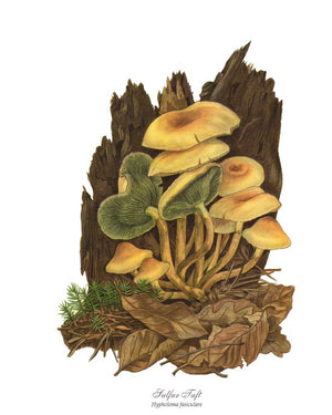 Mushroom Print: Sulfur Tuft Mushroom