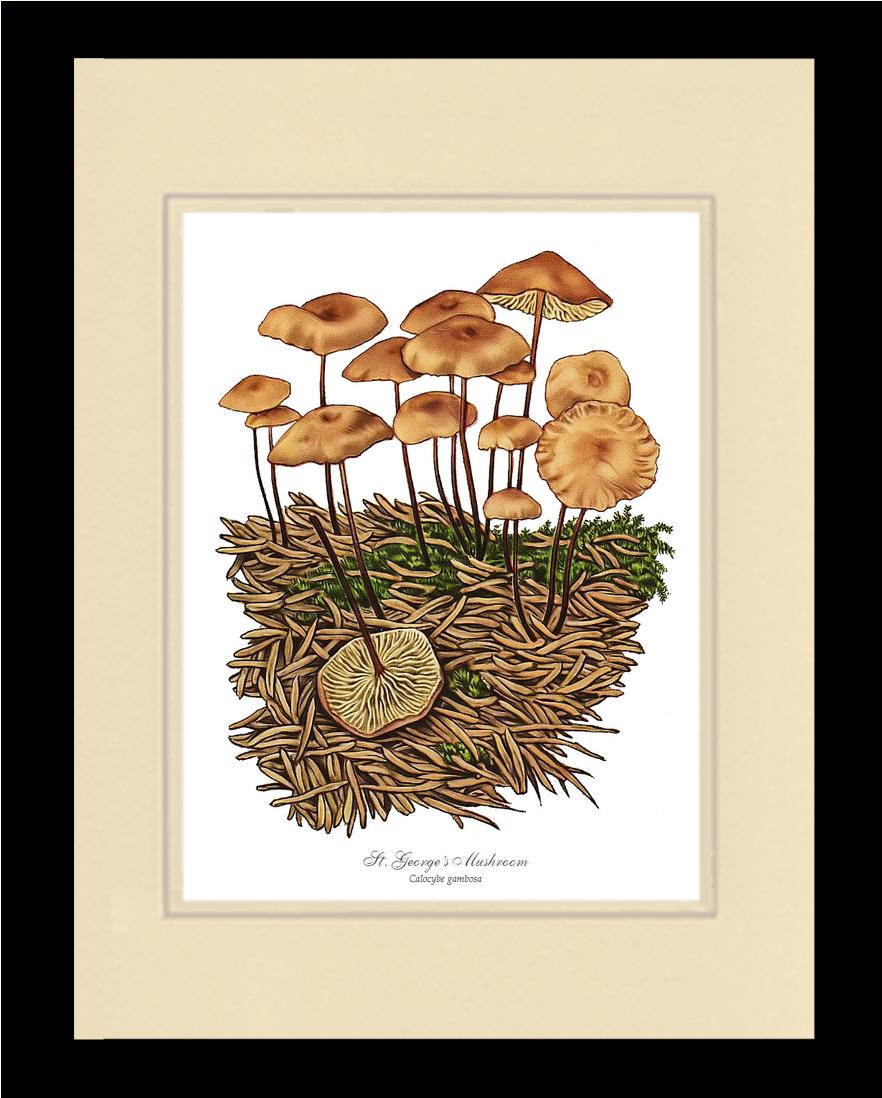St Georges Mushroom | Vintage Mushroom Art Print