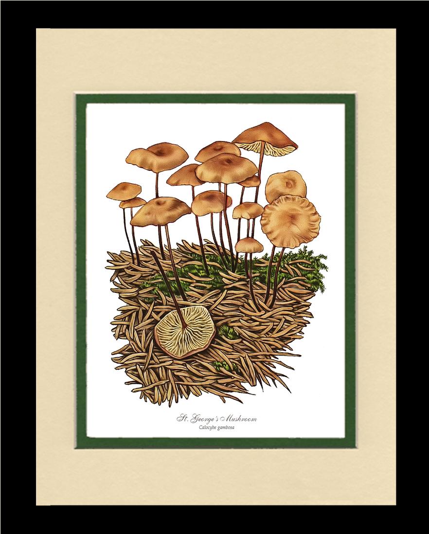 St Georges Mushroom | Vintage Mushroom Art Print