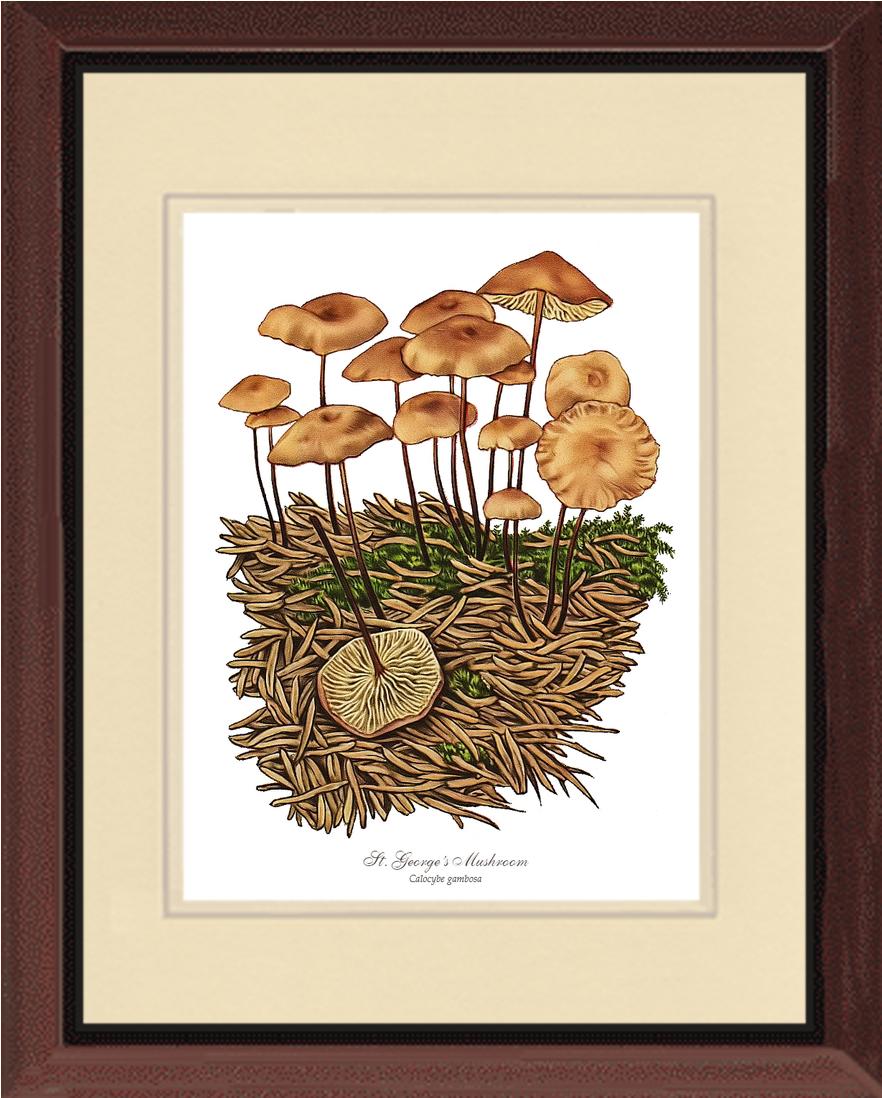 St Georges Mushroom | Vintage Mushroom Art Print